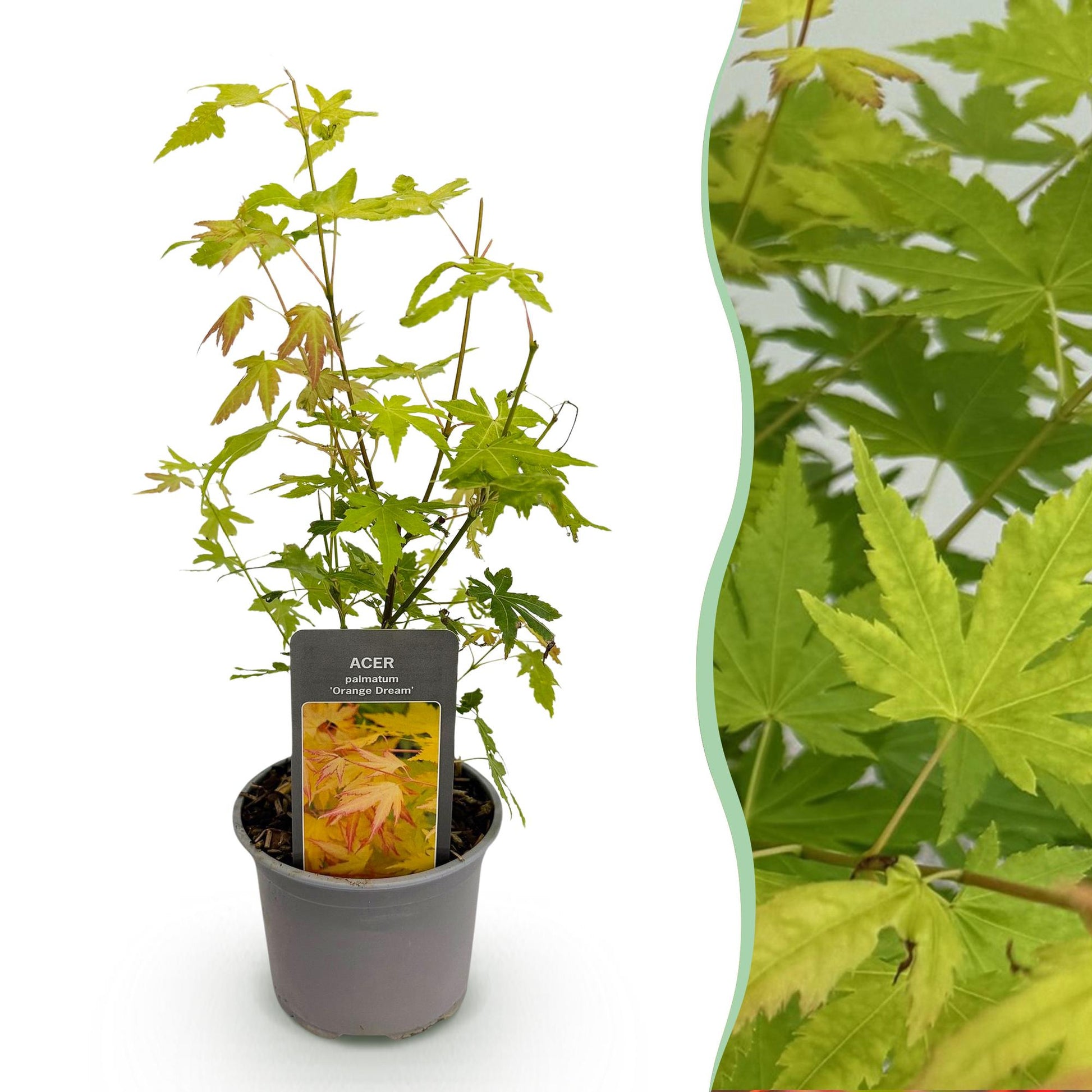 GreenboutiQ - Gartenpflanze - Acer palmatum Orange Dream - Orange - 1 Pflanze - Laubabwerfend - Wenig Pflege - Topf 12cm Höhe 35cm 