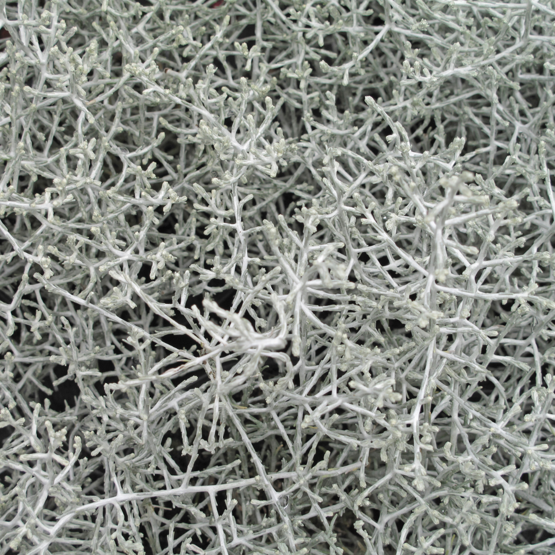 6x Calocephalus (Silberstrauch) – 10 cm Ø – 15 cm ↕ 