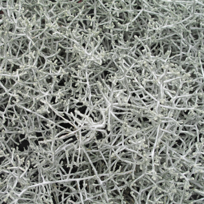 6x Calocephalus (Silberstrauch) – 10 cm Ø – 15 cm ↕ 