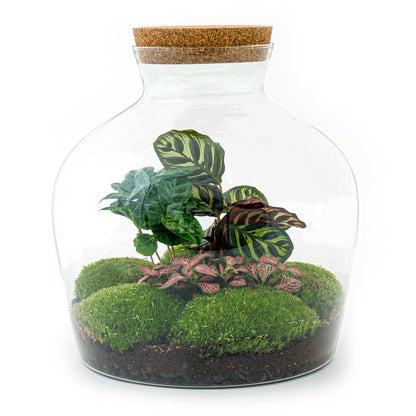 Flaschengarten - DIY Bausatz - Terrarium - Fat Joe Coffea - ↕30cm