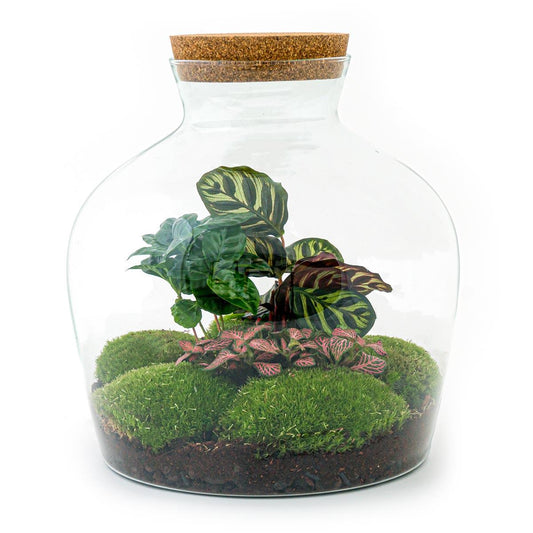 Flaschengarten - DIY Bausatz - Terrarium - Fat Joe Coffea - ↕30cm