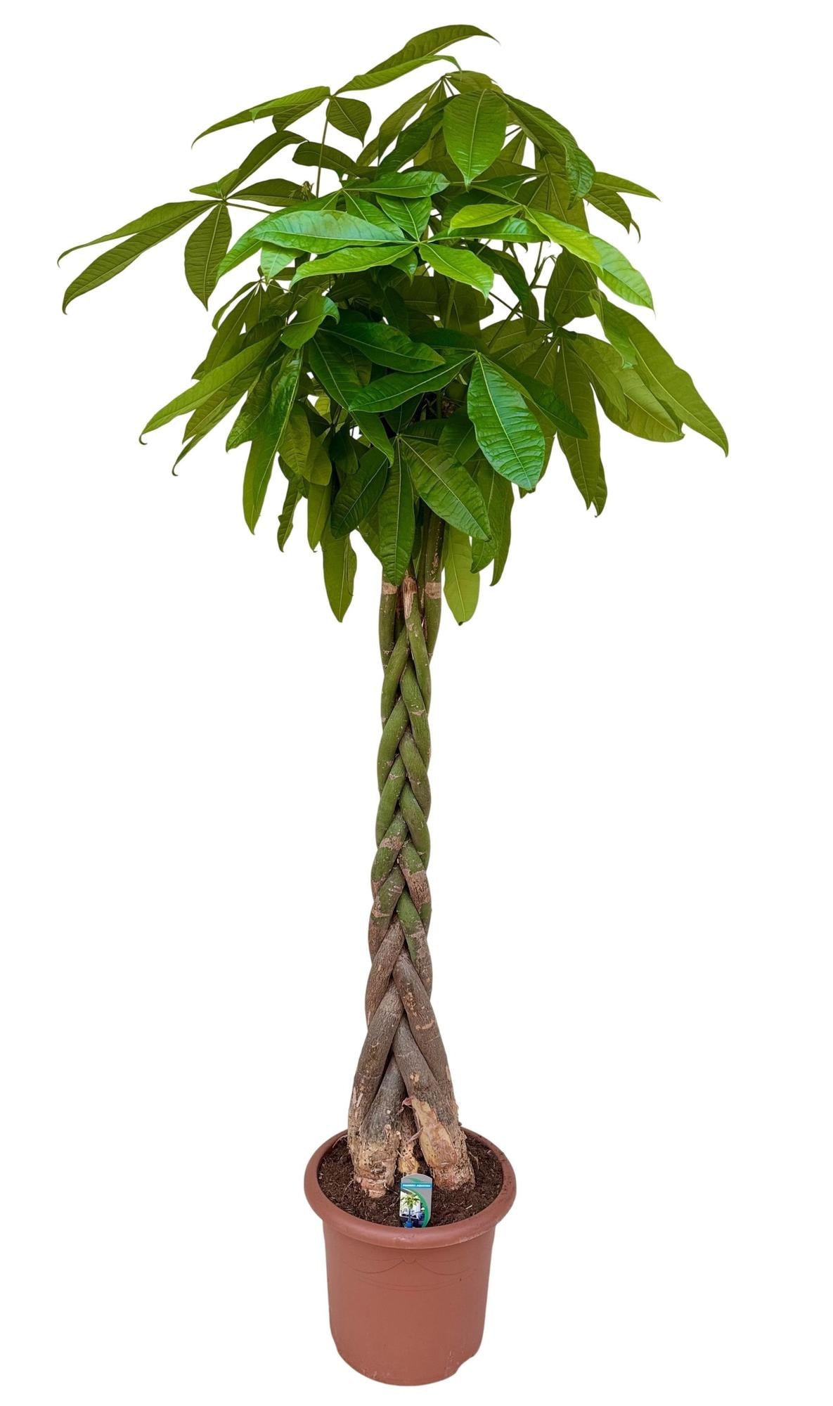 Pachira aquatica - 200cm 