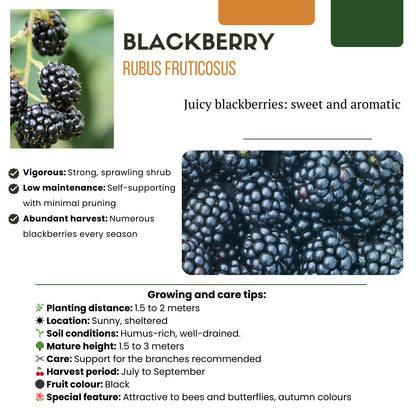 BIO Obstpflanzen Set – Himbeere, Johannisbeere, Blaubeere, Brombeere – 4 Sorten – Biologisches Fruchtparadies Paket – Pflegeleicht & Fruchtreich