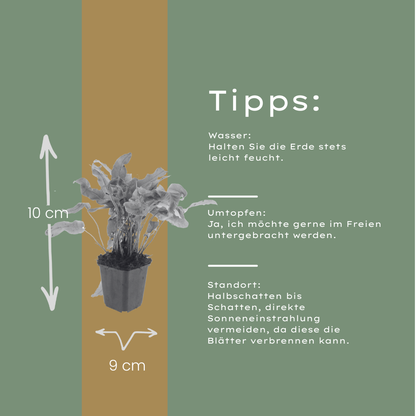 Hirschzungenfarn Asplenium scolopendrium – 24 Pflanzen – Immergrüner Farn für Schatten & Halbschatten – Strukturpflanze für Garten & Beet – 10-25cm – Ø9cm – Winterhart