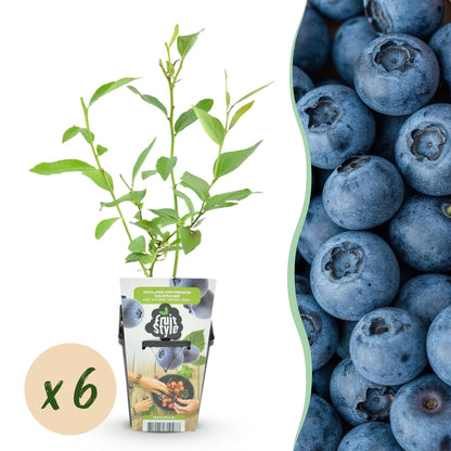 Blaubeere Vaccinium corymbosum Goldtraube winterhart 6 Pflanzen Ø9cm Höhe30cm – Ertragreiche Heidelbeere für Garten Balkon & Terrasse 