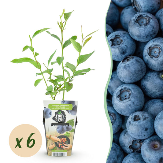 Blaubeere Vaccinium corymbosum Goldtraube winterhart 6 Pflanzen Ø9cm Höhe30cm – Ertragreiche Heidelbeere für Garten Balkon & Terrasse 