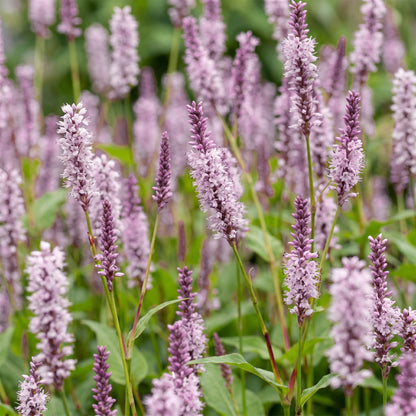 Knöterich 'Rosea' – Persicaria amplexicaulis 'Rosea' – Topf Ø11cm – Bienenfreundliche Staude für Garten & Balkon