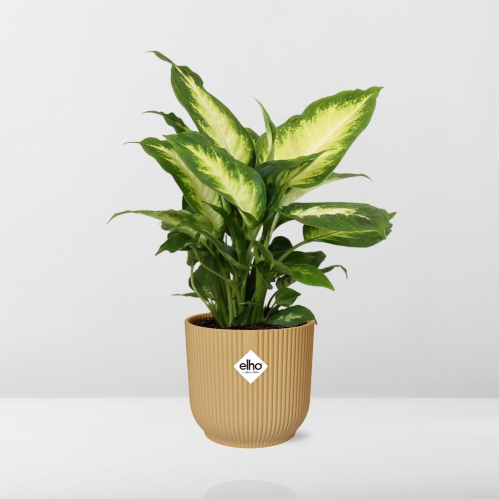 Dieffenbachia ‘Camilla’ – Zimmerpflanze im 14cm Topf – Luftreinigende Zimmerpflanze – Halbschattiger Standort – Pflegeleicht – Tropisches XXL-Laub 