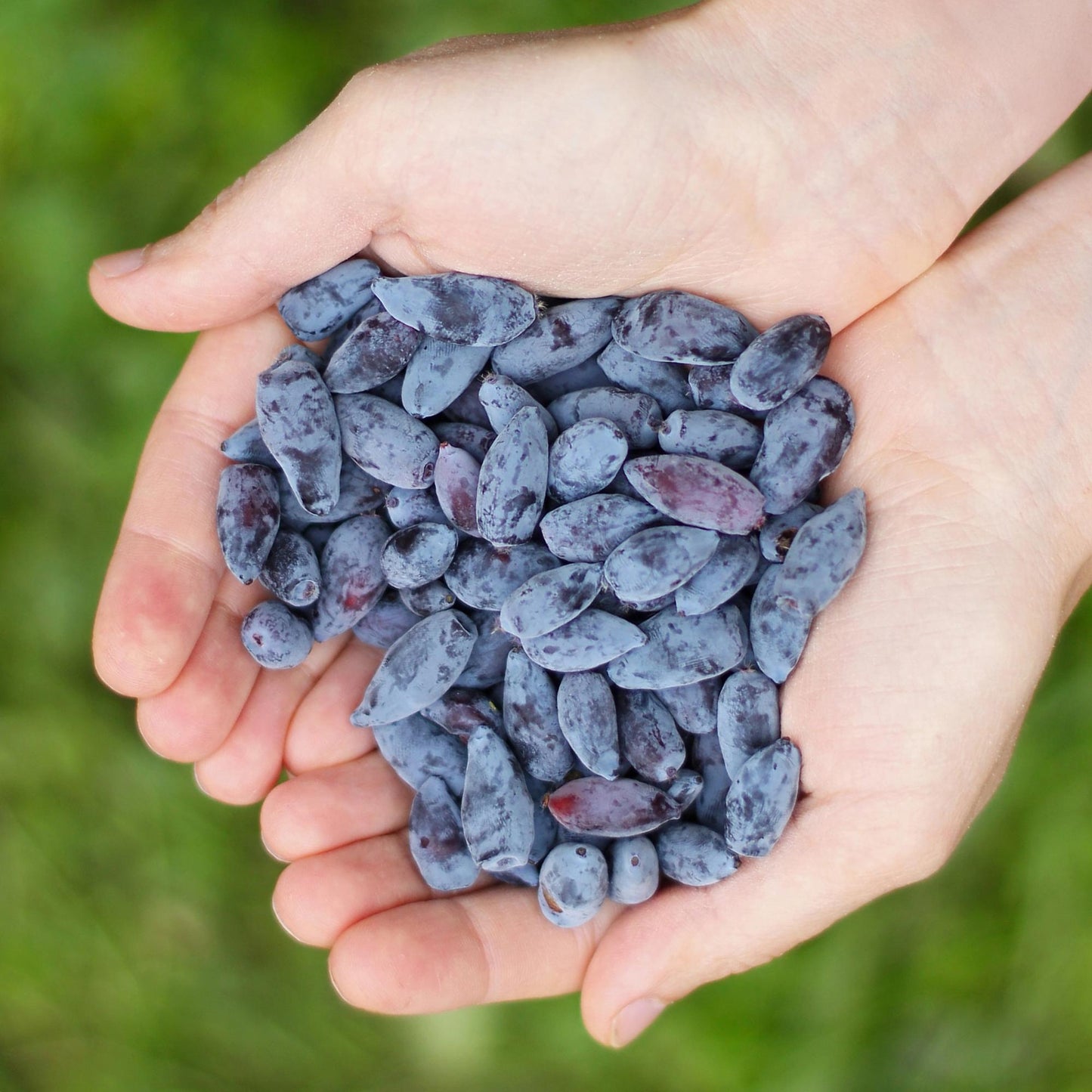 GreenboutiQ - Obstpflanzen - Honigbeere - Lonicera caerulea Kamtschatica - Winterhart - 6 Pflanzen - Topf 9 cm - Blaue Beere 