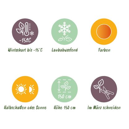 Green boutiQ - Gartenpflanze - Acer palmatum Orange Dream - Japanischer Ahorn - Laubabwerfend - Orange - 1 - Topf 26cm - Höhe 90cm 