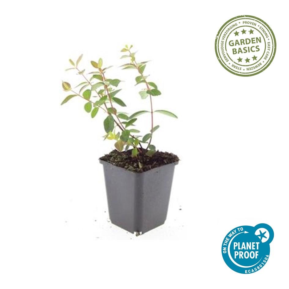 Johanniskraut Hypericum dummeri 'Peter Dummer' – ↕10-25cm – Ø9cm – 40 Pflanzen – Winterharter Bodendecker mit gelben Blüten