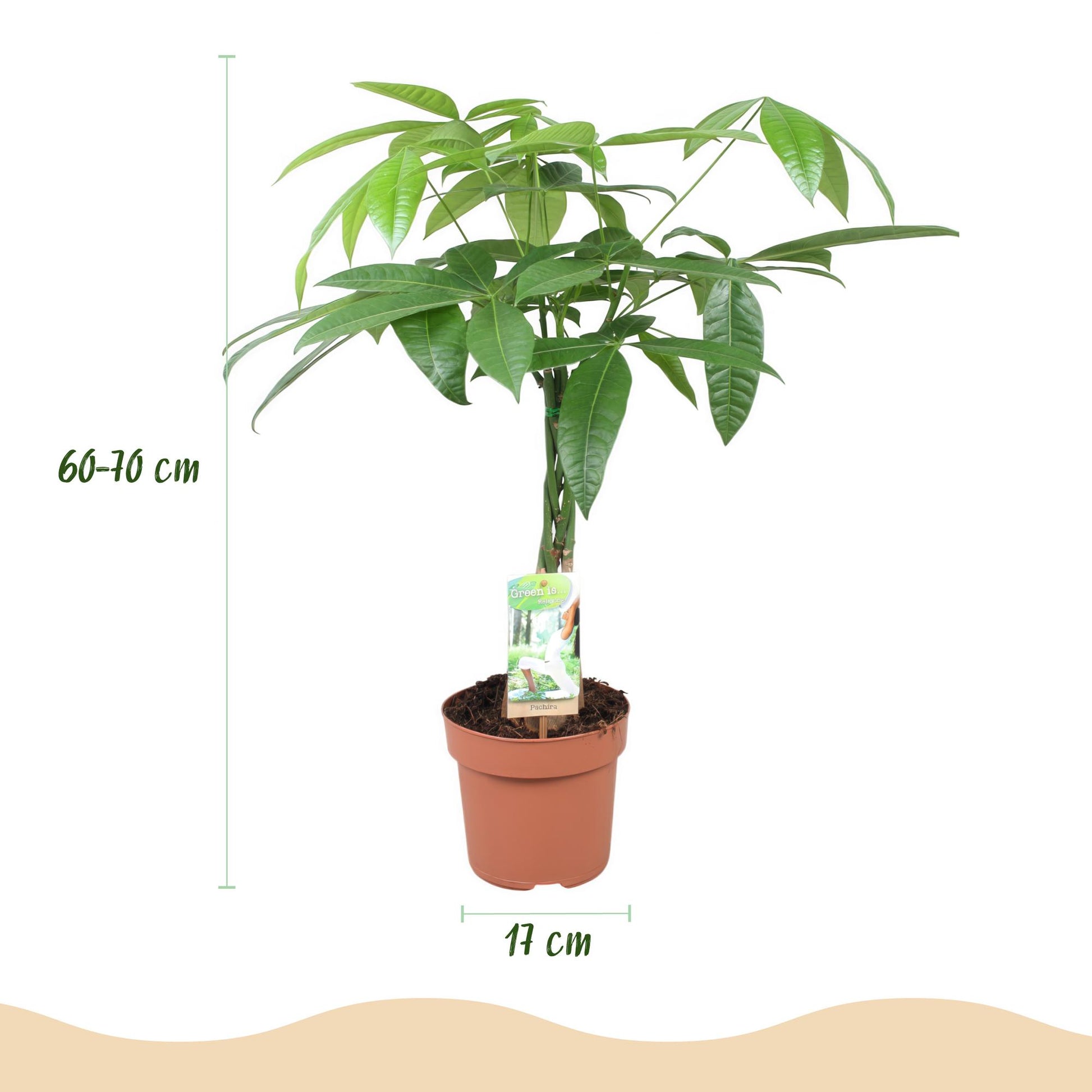 Green boutiQ - Zimmerpflanzen - Geflochtener Stamm Pachira Aquatica - Geldbaum - Wenig Pflege - Grün - 2 Pflanzen - Topf 17cm - Höhe 60-70cm 