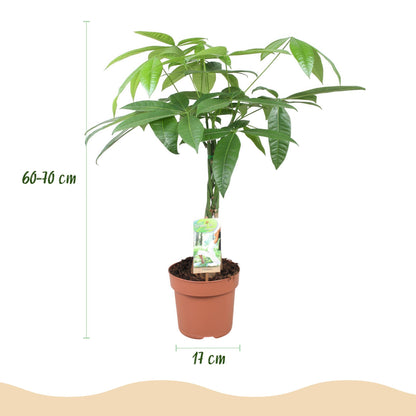 Green boutiQ - Zimmerpflanzen - Geflochtener Stamm Pachira Aquatica - Geldbaum - Wenig Pflege - Grün - 2 Pflanzen - Topf 17cm - Höhe 60-70cm 