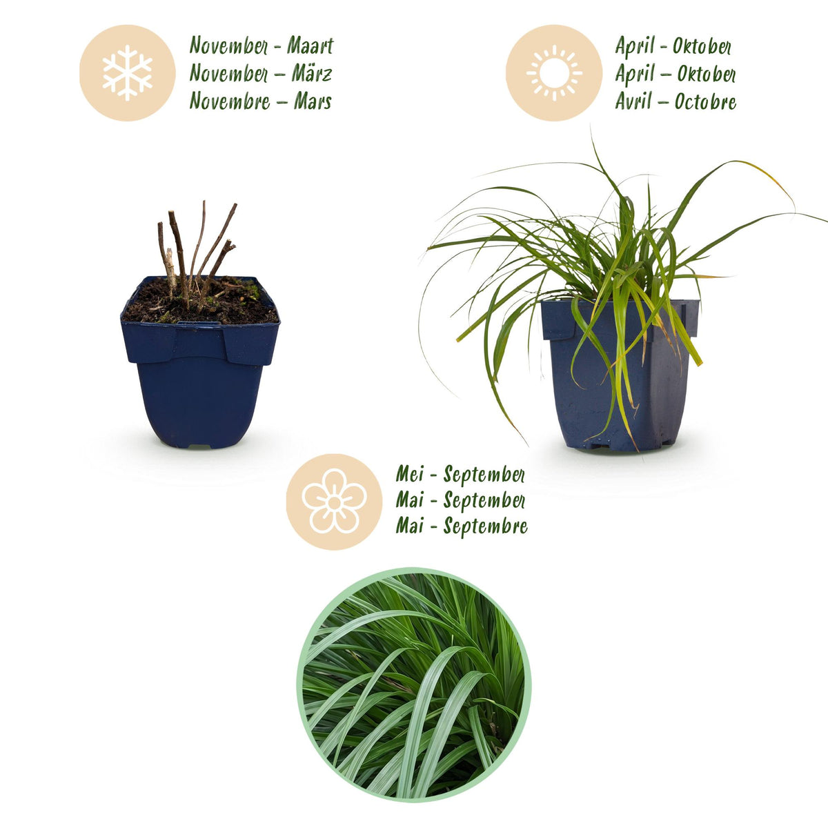 Segge 'Evergreen' – Carex oshimensis 'Evergreen' – 6 Pflanzen – Topf Ø11cm – Staude für Garten & Balkon