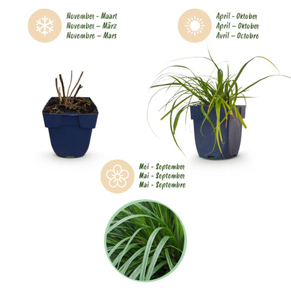 Segge 'Evergreen' – Carex oshimensis 'Evergreen' – 6 Pflanzen – Topf Ø11cm – Staude für Garten & Balkon
