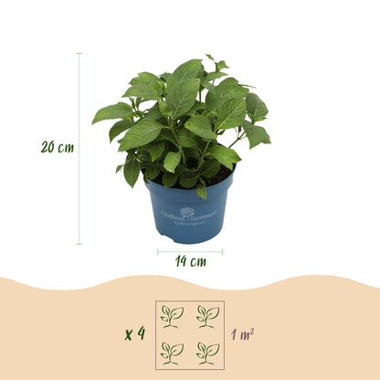 Green boutiQ - Gartenpflanze - Hydrangea Endless Summer The Bride - Hortensie - Winterhart - Weiß - 1 Pflanze - Topf 14cm - Höhe 20-25cm 