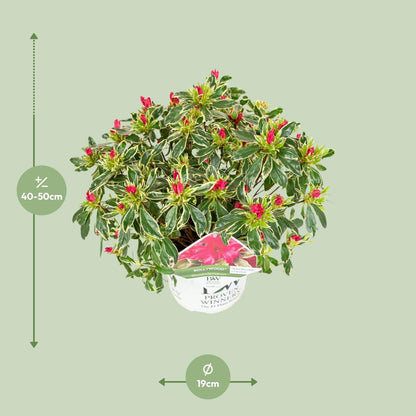 Rhododendron 'Bollywood' - Ø19cm - ↕30cm 