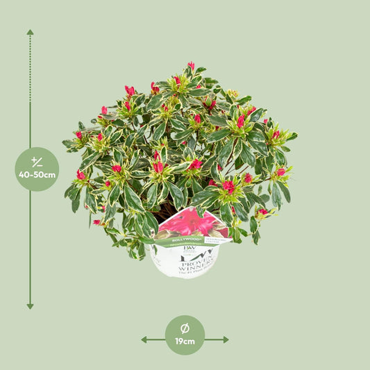 Rhododendron 'Bollywood' - Ø19cm - ↕30cm 