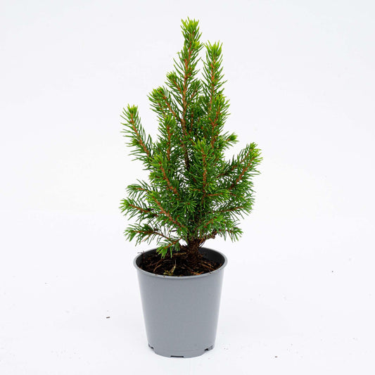 6x Mini-kerstboom - ↑15-20 cm - Ø 6 cm Picea Glauca Perfecta 