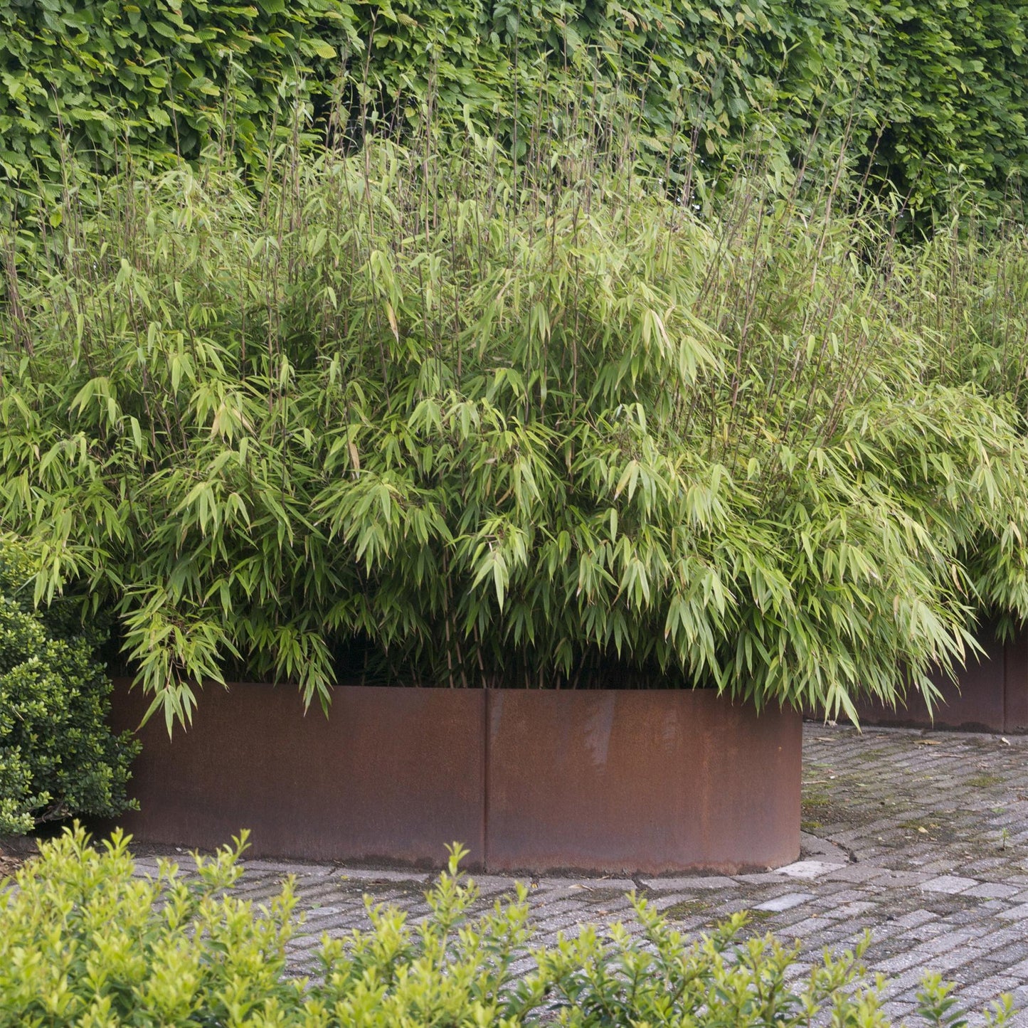 Green boutiQ - Gräser - Fargesia nitida Black Dragon - Bambus - Nicht Wuchernd - Grün - 2 Pflanzen - Topf 23 cm - Höhe 80 cm 