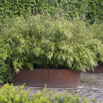 Green boutiQ - Gräser - Fargesia nitida Black Dragon - Bambus - Nicht Wuchernd - Grün - 2 Pflanzen - Topf 23 cm - Höhe 80 cm 