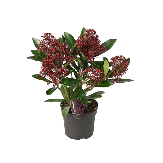 Skimmia Rubella 3er Set – Immergrüne Ziersträucher Ø10,5cm ↨20–25cm – Winterharte Garten- & Kübelpflanzen mit tiefroten Knospen – Für Balkon, Terrasse & Halbschatten 