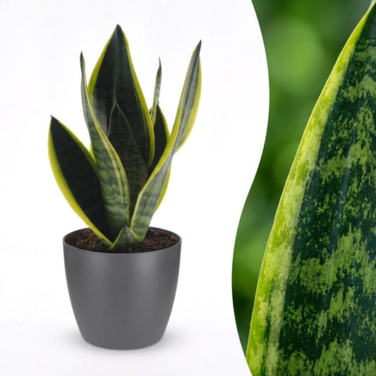 Bogenhanf 'Future Superb' – Sansevieria trifasciata 'Future Superb' – Topf Ø12cm – Höhe 35cm