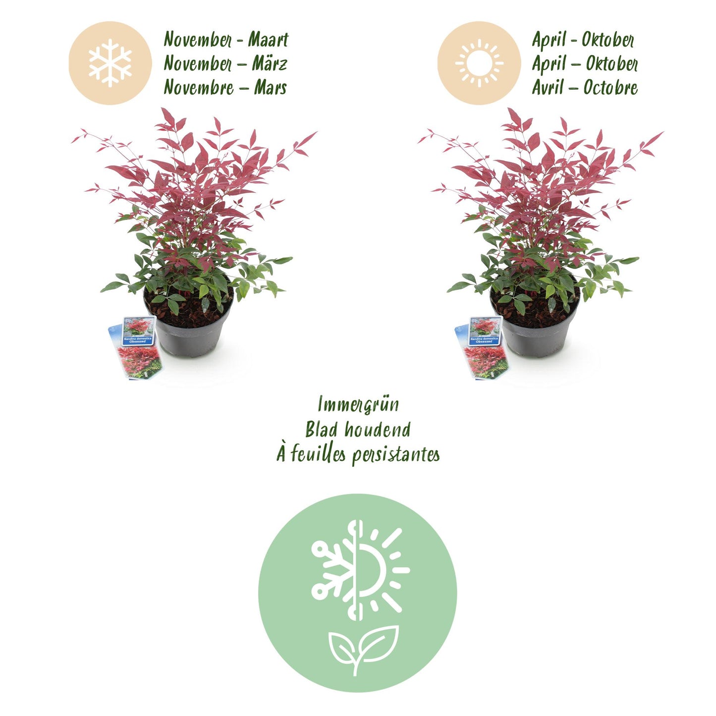 GreenboutiQ - Gartenpflanze - Nandina Obsessed - Rot - 2 Pflanzen - Immergrün - Wenig Pflege - Topf 17cm Höhe 45cm 