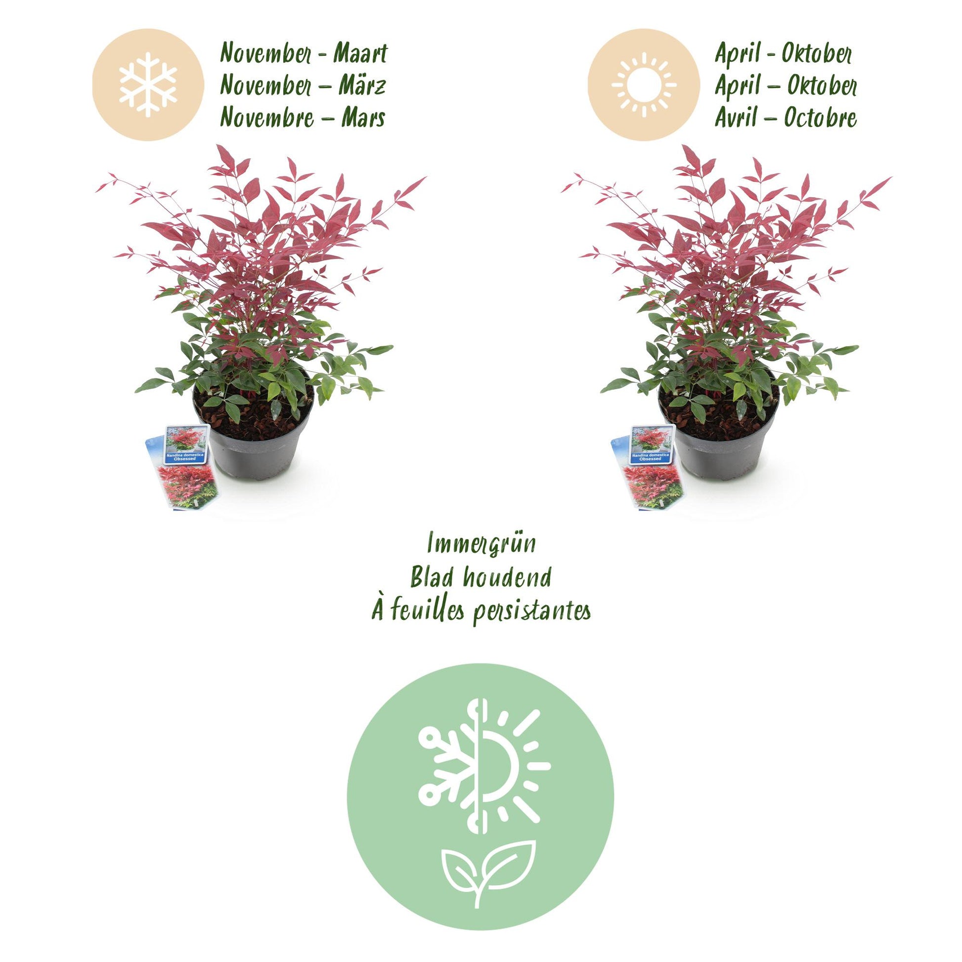 GreenboutiQ - Gartenpflanze - Nandina Obsessed - Rot - 2 Pflanzen - Immergrün - Wenig Pflege - Topf 17cm Höhe 45cm 