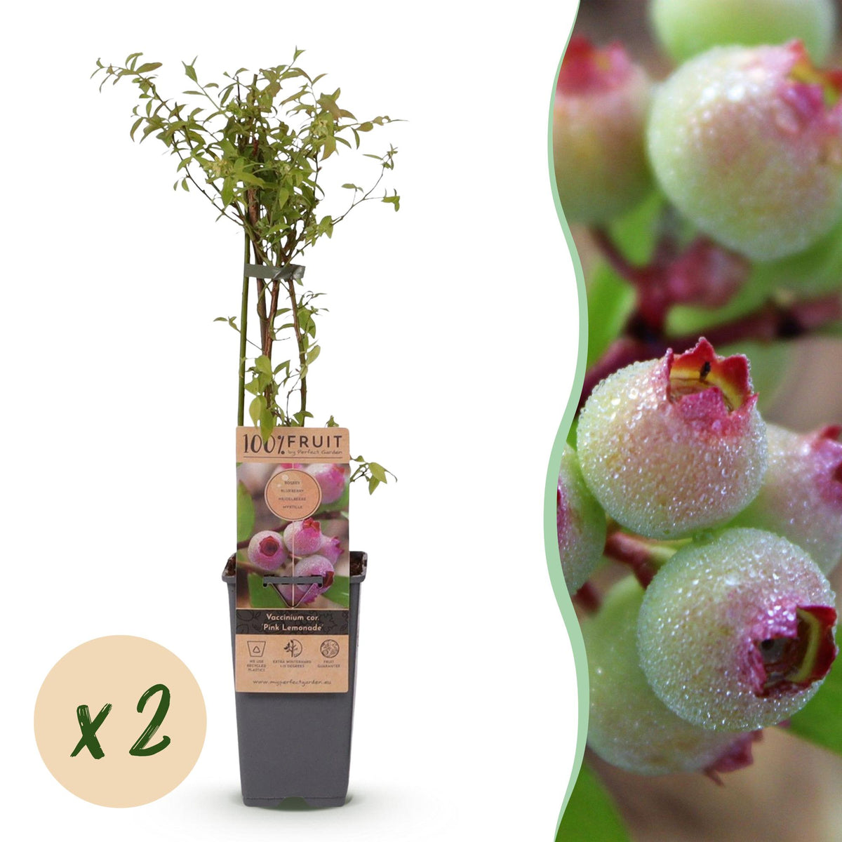 Green boutiQ - Fruit plant - Vaccinium cor. Pink Lemonade - Pink Blueberry - Winter-hardy - Pink Berry - 2 Plants - Pot 15cm - Height 50cm 