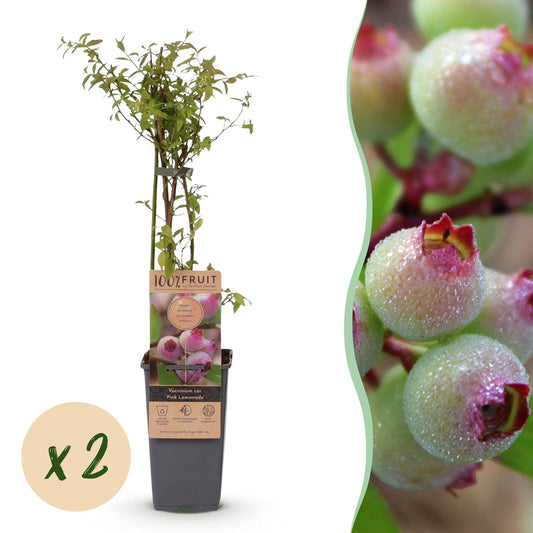 Green boutiQ - Fruit plant - Vaccinium cor. Pink Lemonade - Pink Blueberry - Winter-hardy - Pink Berry - 2 Plants - Pot 15cm - Height 50cm 