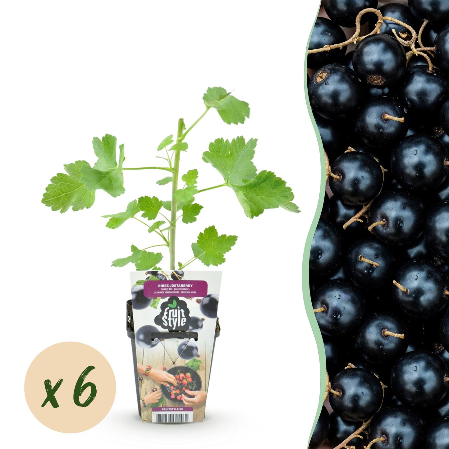 GreenboutiQ - Obstpflanzen - Jostabes - Ribes Jostabes - Winterhart - 6 Pflanzen - Topf 9 cm - Schwarze Johannisbeere 