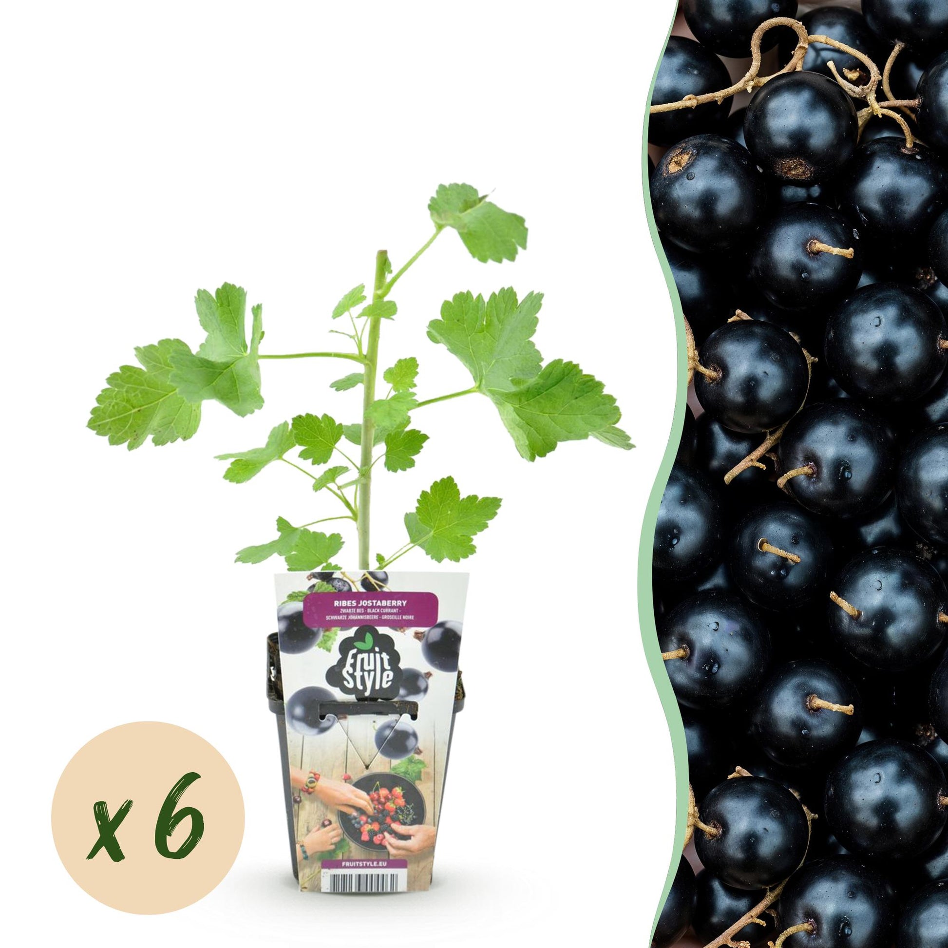 GreenboutiQ - Obstpflanzen - Jostabes - Ribes Jostabes - Winterhart - 6 Pflanzen - Topf 9 cm - Schwarze Johannisbeere 