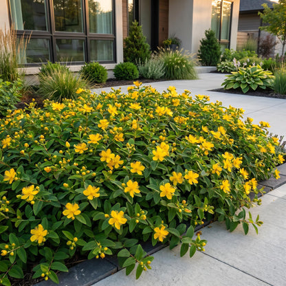 Johanniskraut – Hypericum calycinum – 6 Pflanzen – Topf Ø11cm – Bienenfreundliche Staude für Garten & Balkon