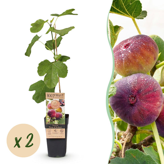 Green boutiQ - Fruit Plant - Ficus carica Rouge de Bordeaux - Fig Tree - Winter Hardy - Purple Fruit - 2 Plants - Pot 15cm - Height 50cm 