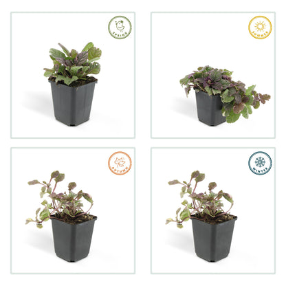 Ajuga reptans 'Burgundy Glow' – 48 Pflanzen – ↕10-25cm – Ø9cm – Bodendecker – Mehrfarbiges Laub – Winterhart & Pflegeleicht – Bienenfreundlich