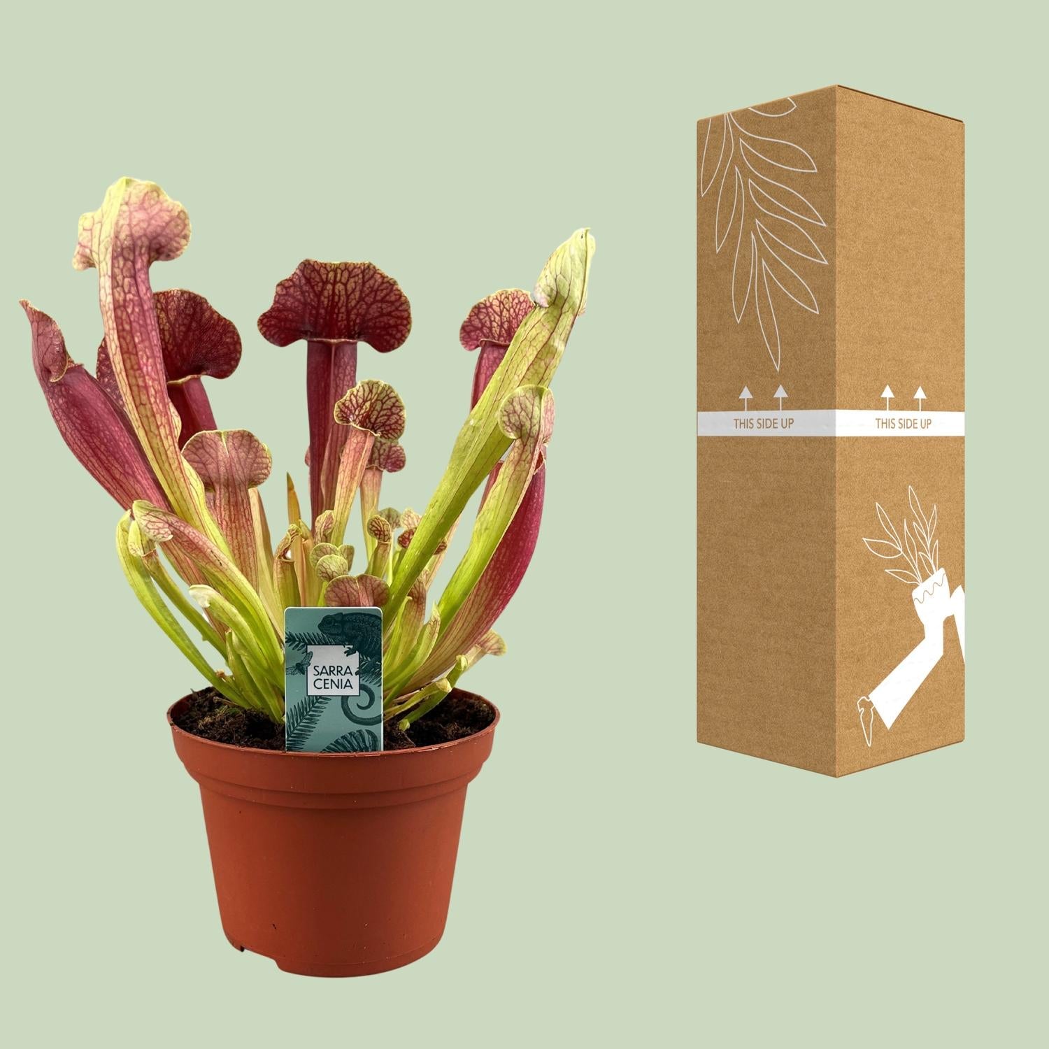 Sarracenia Barba – 25cm – ø12cm – Fleischfressende Karnivore mit schlauchförmigen Blättern – Pflegeleichte Moorpflanze für halbschattige Standorte – Auffällige Deko-Pflanze für Innen & geschützte Außenbereiche 