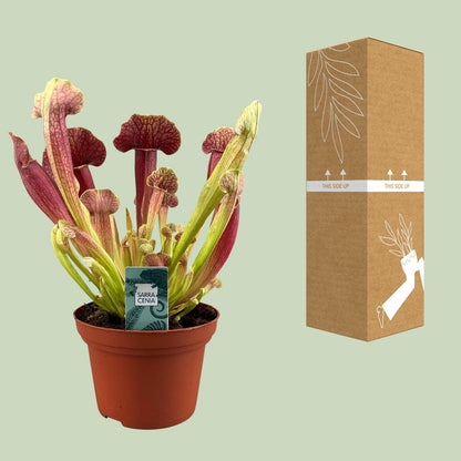 Sarracenia Barba – 25cm – ø12cm – Fleischfressende Karnivore mit schlauchförmigen Blättern – Pflegeleichte Moorpflanze für halbschattige Standorte – Auffällige Deko-Pflanze für Innen & geschützte Außenbereiche 
