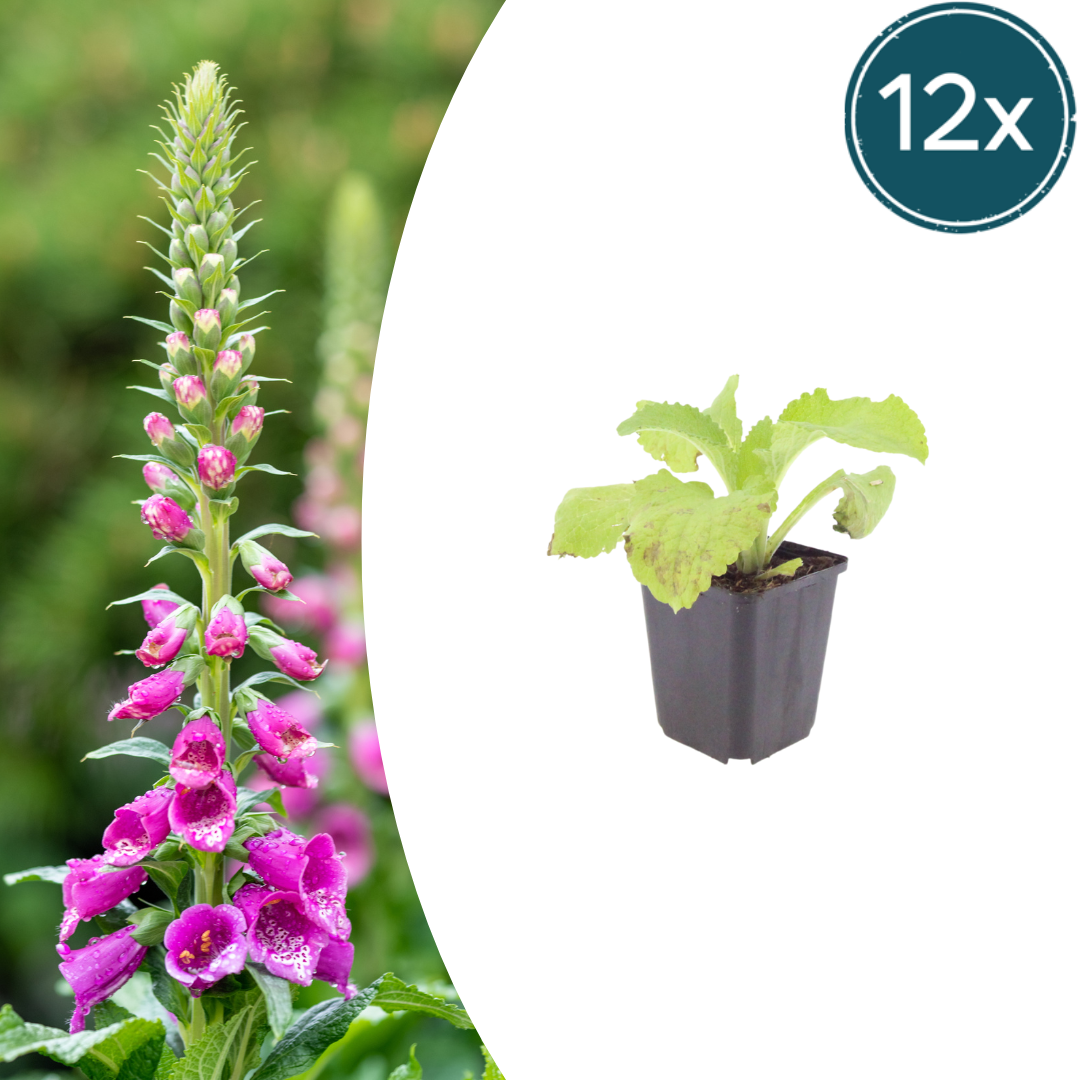 Roter Fingerhut Digitalis purpurea – 12 Pflanzen – 10-25cm – Ø9cm – Hohe Blütenstaude für Garten & Cottage-Beet – Bienenfreundliche Sommerpflanze