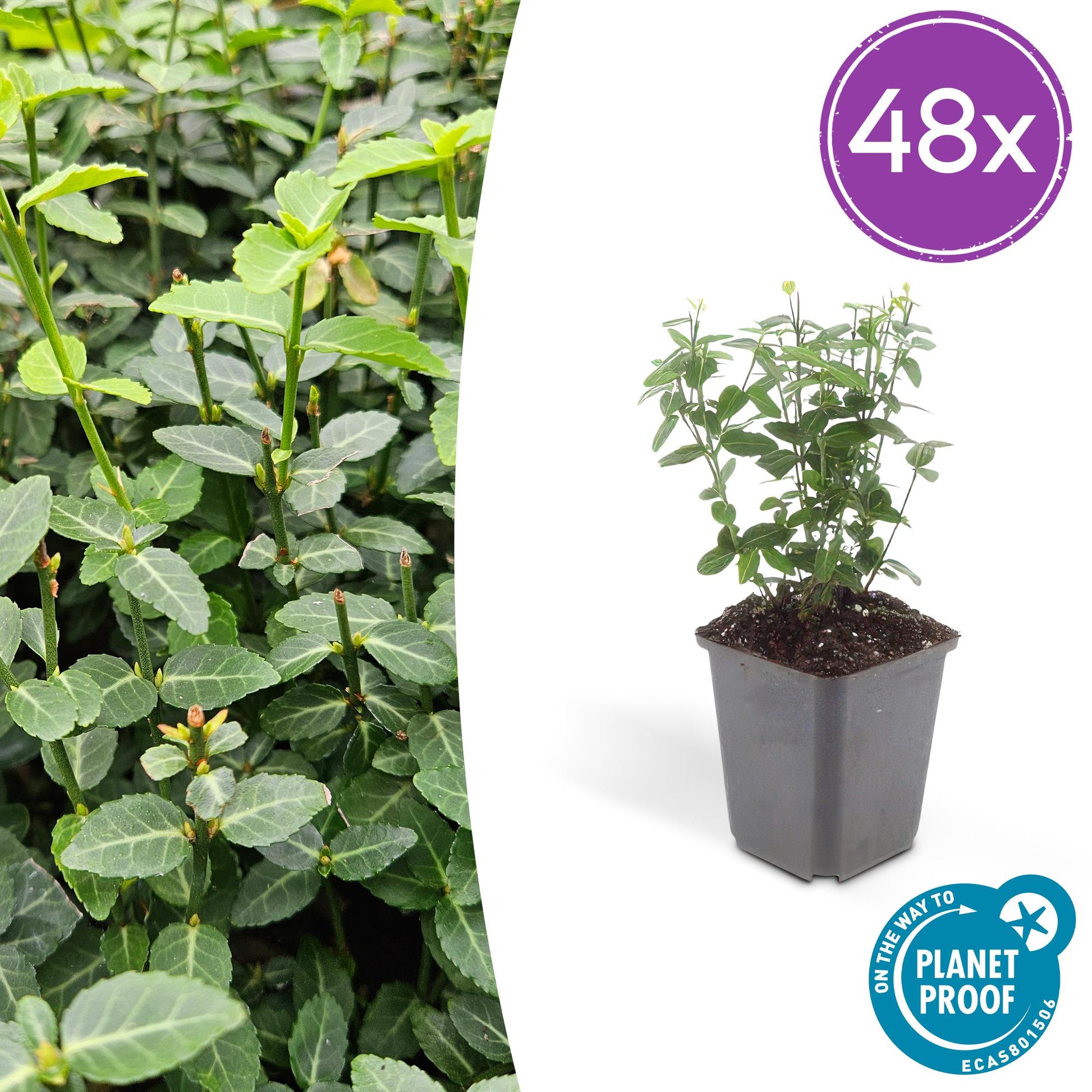 Euonymus fortunei radicans – Bodendecker – 48 Pflanzen – Ø9cm – ↕10–25cm – Immergrün & winterhart – Für Schatten & Flächenbegrünung 