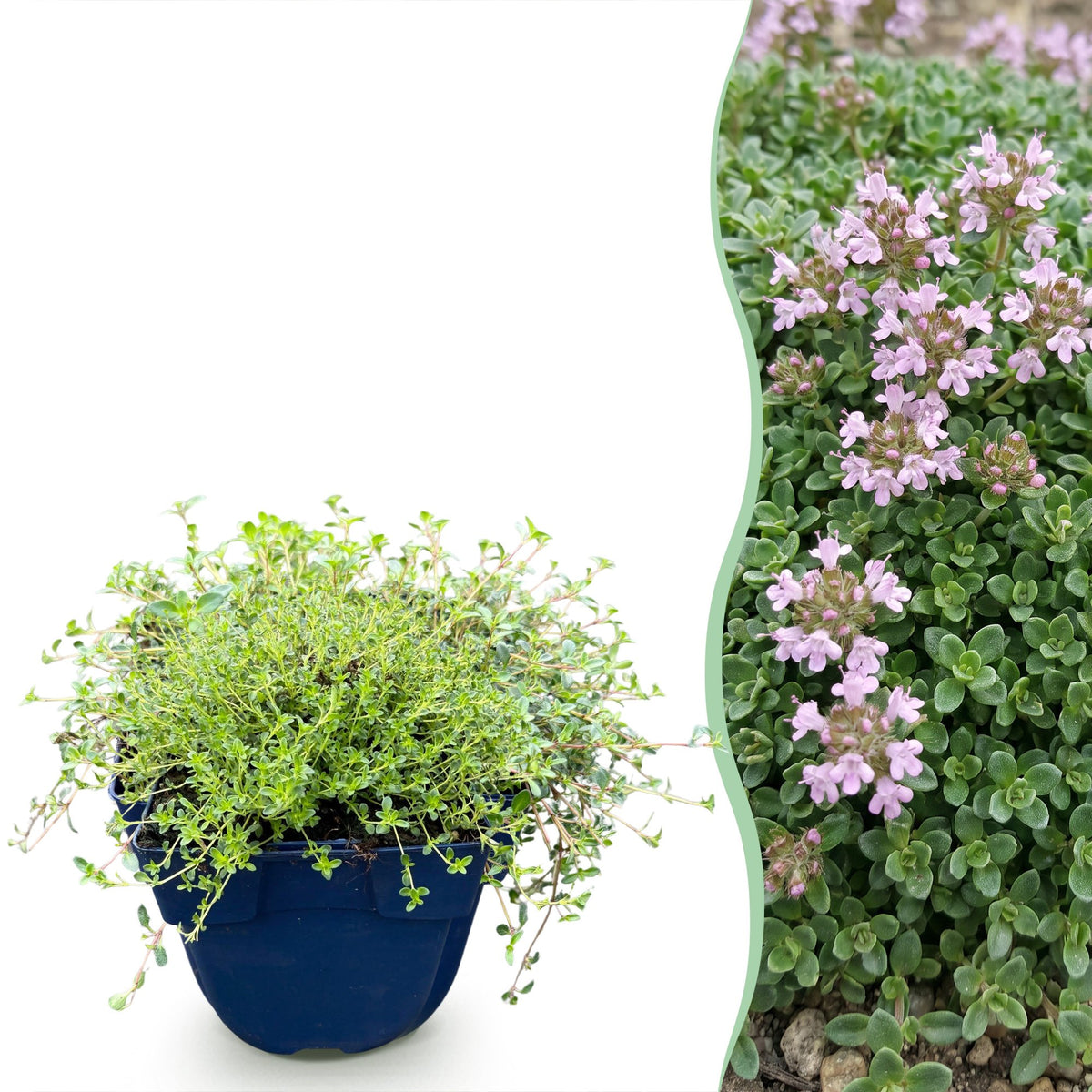 Kriech-Thymian 'Minor' – Thymus praecox 'Minor' – 6 Pflanzen – Topf Ø11cm – Bienenfreundliche Staude für Garten & Balkon