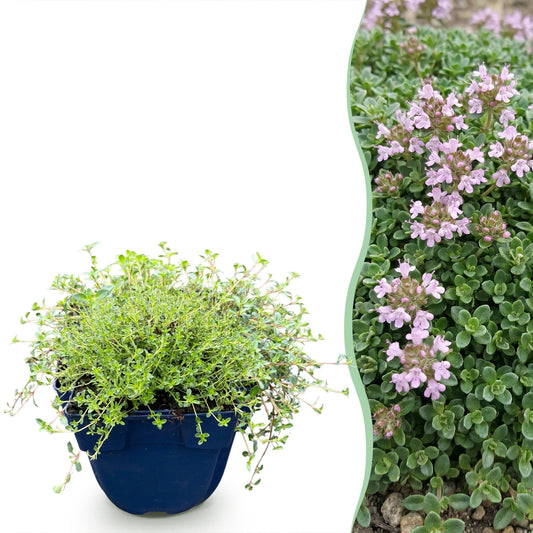 Kriech-Thymian 'Minor' – Thymus praecox 'Minor' – 6 Pflanzen – Topf Ø11cm – Bienenfreundliche Staude für Garten & Balkon