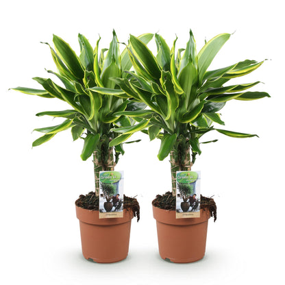 Green boutiQ - Zimmerpflanzen - Dracaena fragrans Golden Coast - Drachenblutbaum - Geringer Pflegeaufwand - Bunt - 2 Pflanzen - Topf 17cm - Höhe 50-55cm 