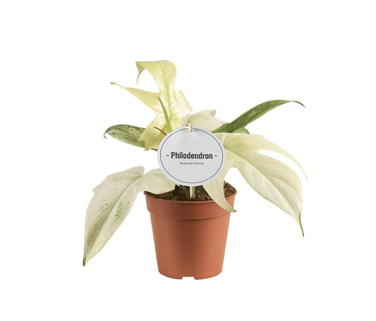 Philodendron Florida Ghost – Zimmerpflanze Ø12cm – ca. 30cm hoch – Pflegeleichte Indoor-Pflanze für Wohnzimmer & Büro
