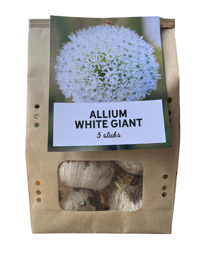 Allium 'White Giant' – Zierlauch Blumenzwiebeln – 5 Zwiebeln – Riesige weiße Kugelblüten – Winterharte Staude für Beet & Rabatte – XXL-Zwiebeln für sonnige Standorte 