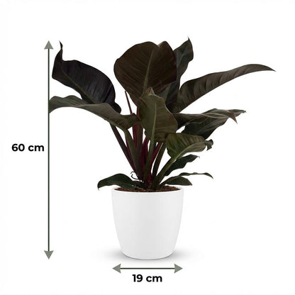 Philodendron Imperial Red Baumfreund 60cm – Zimmerpflanze mit roten Blättern im Übertopf Weiß Ø19cm – glänzendes Laub, kompakter Wuchs – pflegeleicht, luftverbessernd für Wohnung & Büro 