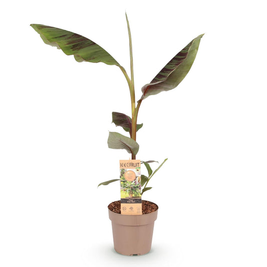 Japanische Faserbanane Musa Ever Red – Obstpflanze – Winterhart – Ø21 cm – Höhe ca. 90 cm – Rote Stängel & grüne Blätter – Tropisches Flair für Garten & Balkon 