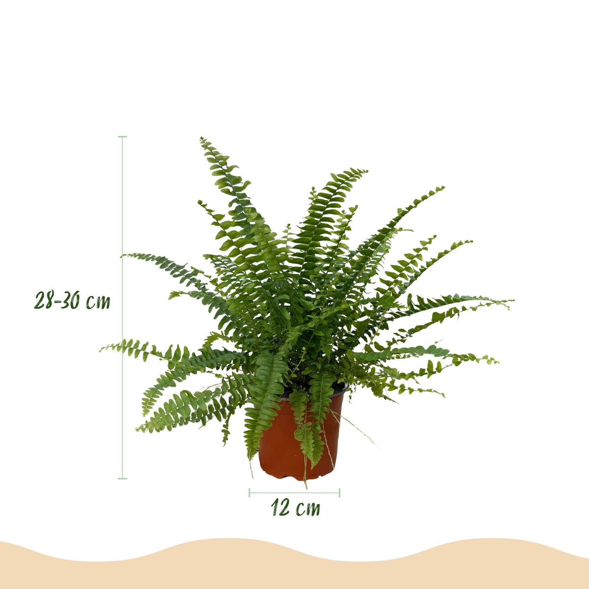 Nephrolepsis Exaltata Green Lady Farn – 2er Set Zimmerpflanze mit weißem Topf Ø12cm Höhe25cm – Haustierfreundliche Grünpflanz