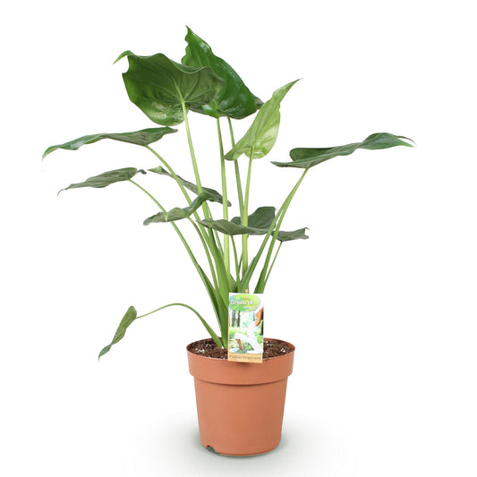 Green boutiQ - Zimmerpflanzen - Alocasia Cucullata - Buddhas Hand - Wenig Pflege - Grün - 1 Pflanze - Topf 21cm - Höhe 65-70cm 