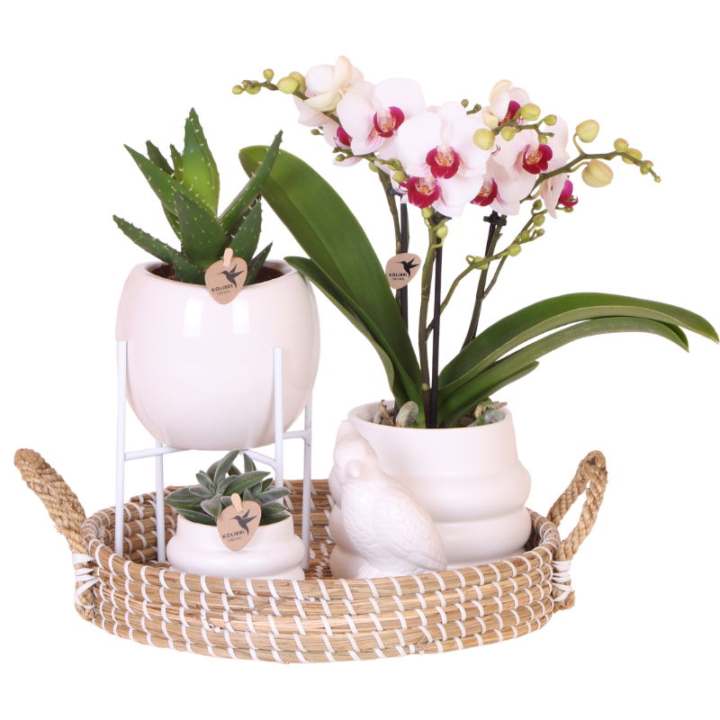 Kolibri Orchids | Geschenkset Large White | Gibraltar Orchidee Ø9cm + Grünpflanzen – inkl. Übertöpfe, Ständer & Korbtablett – frisch vom Züchter 